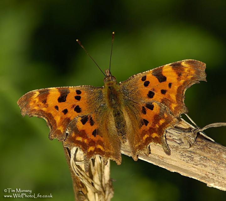 Comma 110407.jpg